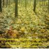 V/A - und wennes nicht ums jagen war als fruh im wald zu streifen