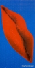 TMDL-8